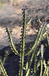 Euphorbia petraea PV2697 Sololo to Makutani GPS176 Kenya 2014_1142.jpg